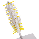 Maxbell 15cm Replica Human 5 Lumbar Vertebrae w/ Sacrum & Coccyx Model School Teaching Tools Lab Equipment