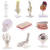 Maxbell 1:1 Human Knee Joint Skeleton + 5 Lumbar Vertebrae Coccyx Skeleton Model