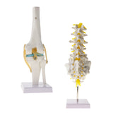 Maxbell 1:1 Human Knee Joint Skeleton + 5 Lumbar Vertebrae Coccyx Skeleton Model