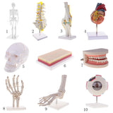 Maxbell 1:1 Human Knee Joint Skeleton + 5 Lumbar Vertebrae Coccyx Skeleton Model