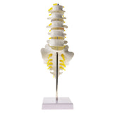 Maxbell 1:1 Human Knee Joint Skeleton + 5 Lumbar Vertebrae Coccyx Skeleton Model