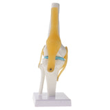 Maxbell 1:1 Human Knee Joint Skeleton + 5 Lumbar Vertebrae Coccyx Skeleton Model