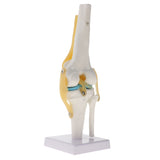 Maxbell 1:1 Human Knee Joint Skeleton + 5 Lumbar Vertebrae Coccyx Skeleton Model