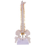 Maxbell 45cm Tall Human Spine Anatomy Model and Mini Heart Keychain Halloween Toy