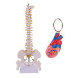 Maxbell 45cm Tall Human Spine Anatomy Model and Mini Heart Keychain Halloween Toy