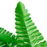 Maxbell 2PCS Artificial Boston Fern Plants Bush Leave Foliage Home Party Office Table Centerpiece Decor Green