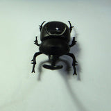 Maxbell Novelty Solar Beetle Sunshine Powered Insects Animals Model Kids Fun Toy