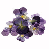 Maxbell 24 Pieces Pressed Violet Real Dried Flowers Embellishments for Craft DIY Nail Art Jewelry Making DIY Pendants Charms