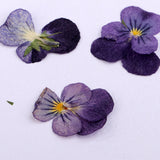 Maxbell 24 Pieces Pressed Violet Real Dried Flowers Embellishments for Craft DIY Nail Art Jewelry Making DIY Pendants Charms