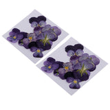 Maxbell 24 Pieces Pressed Violet Real Dried Flowers Embellishments for Craft DIY Nail Art Jewelry Making DIY Pendants Charms