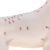 Maxbell Dog & Cat Acupuncture Anatomical Model With Acupuncture Points Professional Teaching Tool Science Educational