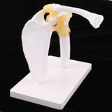 Maxbell 1:1 Lifesize Human Shoulder Joint Flexible Model with Ligaments Anatomical Skeletal Collectibles Professional Teaching Tool