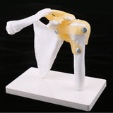 Maxbell 1:1 Lifesize Human Shoulder Joint Flexible Model with Ligaments Anatomical Skeletal Collectibles Professional Teaching Tool