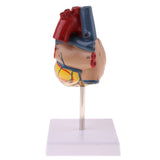 Maxbell Human Anatomical Heart Model, Life Size, Detachable 2 Parts, Organ Model Anatomy School Teaching Learning Tools