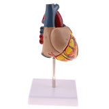 Maxbell Human Anatomical Heart Model, Life Size, Detachable 2 Parts, Organ Model Anatomy School Teaching Learning Tools