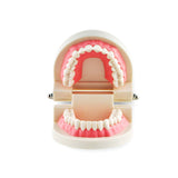 Maxbell Teeth Teaching Model Standard Teeth Model Adult Teeth Model
