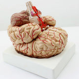 Maxbell Human Anatomical Brain Epiphysis Dissection Medical Organ Teach Model