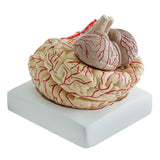 Maxbell Human Anatomical Brain Epiphysis Dissection Medical Organ Teach Model