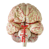 Maxbell Human Anatomical Brain Epiphysis Dissection Medical Organ Teach Model