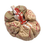 Maxbell Human Anatomical Brain Epiphysis Dissection Medical Organ Teach Model