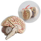 Maxbell Human Anatomical Brain Epiphysis Dissection Medical Organ Teach Model