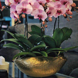 Maxbell Flower Pots Container Holder Succulent Flowerpot Delicate for Indoor Outdoor