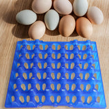 Maxbell Farm Egg Container Long Distance Transport Breathable Plastic Egg Holder Blue