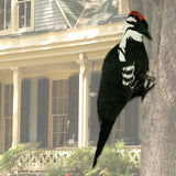 Maxbell Simulation Woodpecker Bird Artificial Gift for Outdoor Yard Decorative