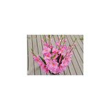 Maxbell 1pc Artificial Simulation Gladiolus Flower Stem Wedding Home Decor Pink