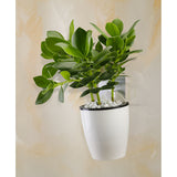 Maxbell Garden Self-watering Plant Flower Pot Wall Hanging Plastic Planter L white