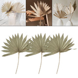 Maxbell 3 Pieces Dried Palm Leaves Boho Natural Color for Anniversary Birthday Party