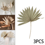 Maxbell 3 Pieces Dried Palm Leaves Boho Natural Color for Anniversary Birthday Party