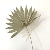Maxbell 3 Pieces Dried Palm Leaves Boho Natural Color for Anniversary Birthday Party