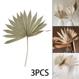 Maxbell 3 Pieces Dried Palm Leaves Boho Natural Color for Anniversary Birthday Party