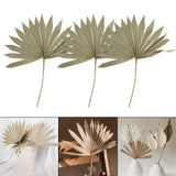 Maxbell 3 Pieces Dried Palm Leaves Boho Natural Color for Anniversary Birthday Party