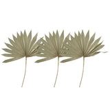 Maxbell 3 Pieces Dried Palm Leaves Boho Natural Color for Anniversary Birthday Party