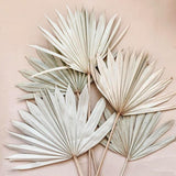 Maxbell 3 Pieces Dried Palm Leaves Boho Natural Color for Anniversary Birthday Party