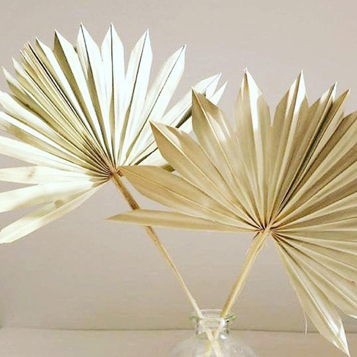 Maxbell 3 Pieces Dried Palm Leaves Boho Natural Color for Anniversary Birthday Party
