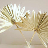 Maxbell 3 Pieces Dried Palm Leaves Boho Natural Color for Anniversary Birthday Party
