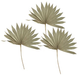 Maxbell 3 Pieces Dried Palm Leaves Boho Natural Color for Anniversary Birthday Party