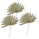 Maxbell 3 Pieces Dried Palm Leaves Boho Natural Color for Anniversary Birthday Party