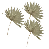 Maxbell 3 Pieces Dried Palm Leaves Boho Natural Color for Anniversary Birthday Party
