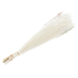 Maxbell 30x Dried Pampas Grass Bunch Bouquet Flowers Arrangement Reed Flower Style D