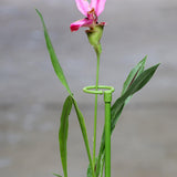 Maxbell 6 Pieces 30cm Plant Support Stakes Plant Fixed for Balcony Indoor Flowers