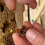 Maxbell Beekeeping Equipment Practical Beekeeping Tool Functional for Outside Garden