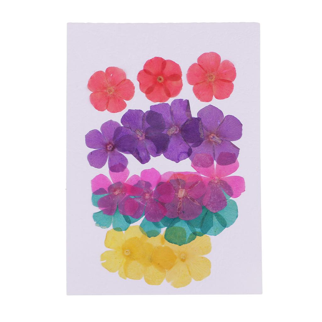 20 Pieces 15-25mm Pressed 5-Petals Dried Flower Scrapbooking Embellishments for Nail Art Decoration Resin Casting DIY Handmade Ornament - Aladdin Shoppers