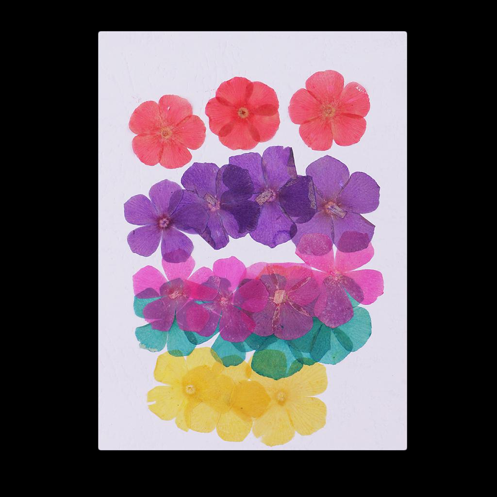 20 Pieces 15-25mm Pressed 5-Petals Dried Flower Scrapbooking Embellishments for Nail Art Decoration Resin Casting DIY Handmade Ornament - Aladdin Shoppers