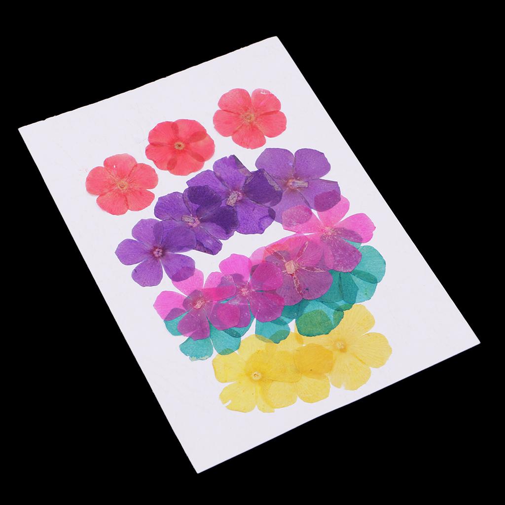 20 Pieces 15-25mm Pressed 5-Petals Dried Flower Scrapbooking Embellishments for Nail Art Decoration Resin Casting DIY Handmade Ornament - Aladdin Shoppers