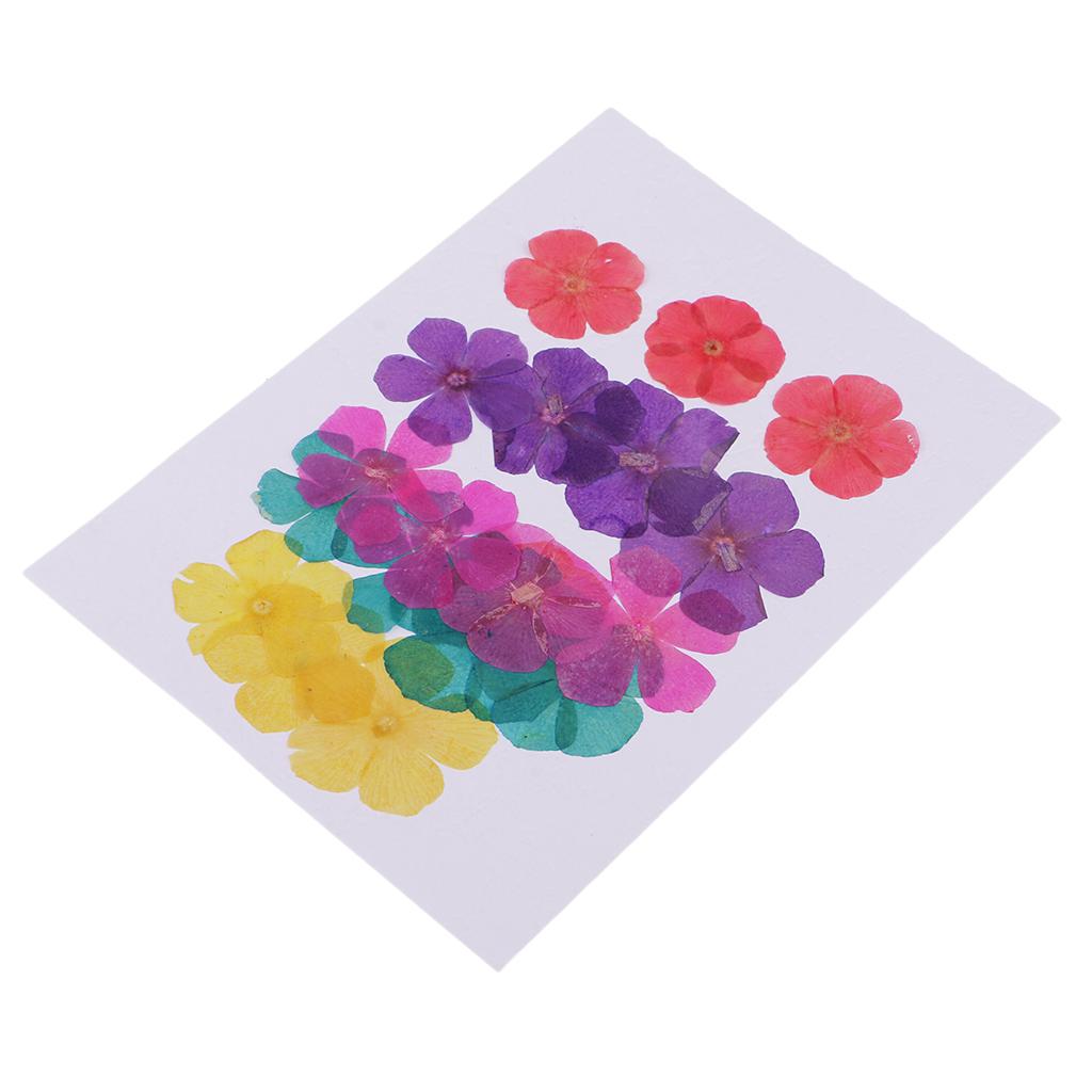 20 Pieces 15-25mm Pressed 5-Petals Dried Flower Scrapbooking Embellishments for Nail Art Decoration Resin Casting DIY Handmade Ornament - Aladdin Shoppers