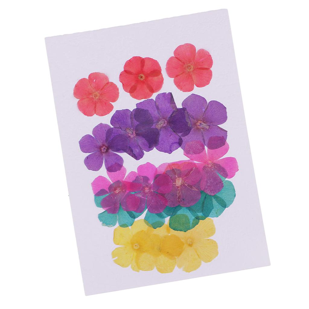 20 Pieces 15-25mm Pressed 5-Petals Dried Flower Scrapbooking Embellishments for Nail Art Decoration Resin Casting DIY Handmade Ornament - Aladdin Shoppers